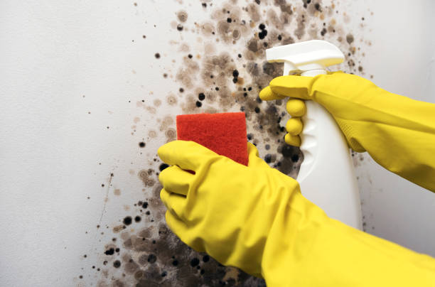 Best Basement Mold Remediation in Frankfort, KY
